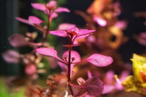 Ludwigia sp. ‘Red Mini’