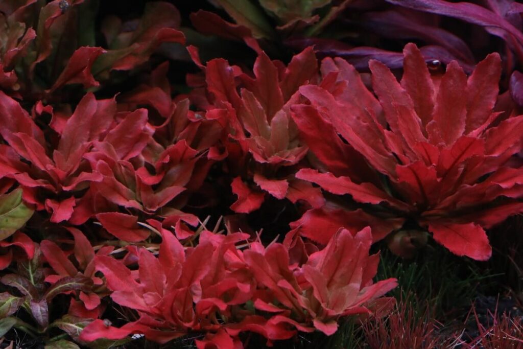 ludwigia sphaerocarpa