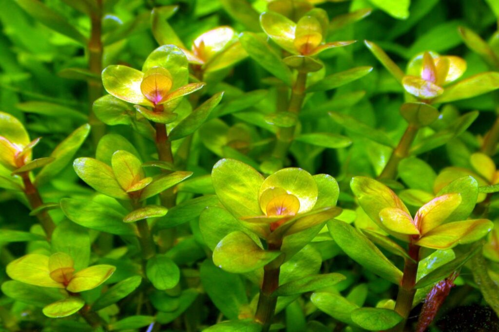 Rotala indica