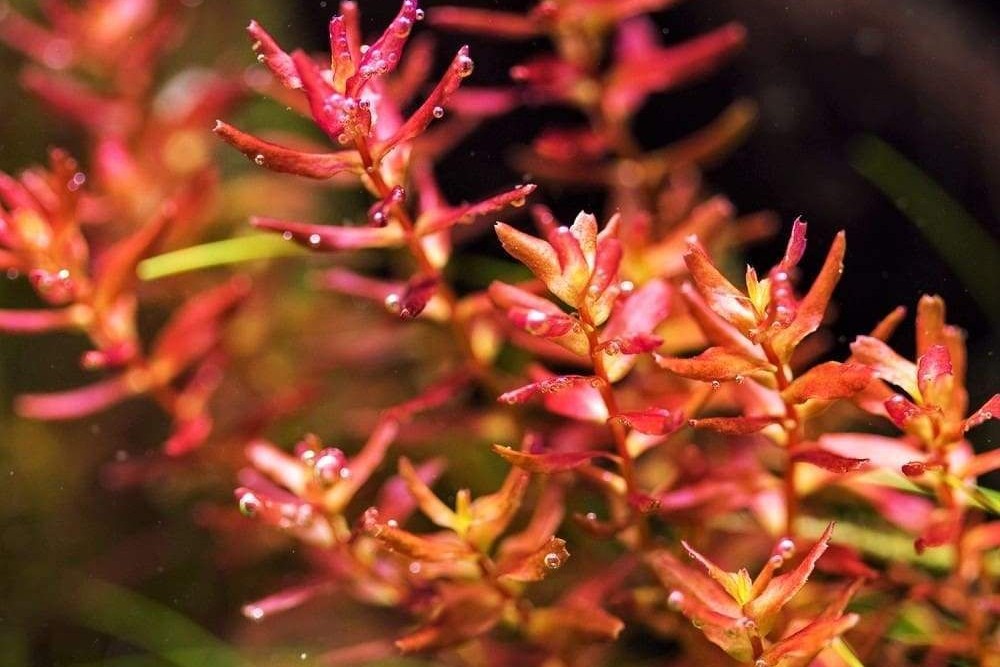 Rotala macrandra ‘Mini Butterfly’