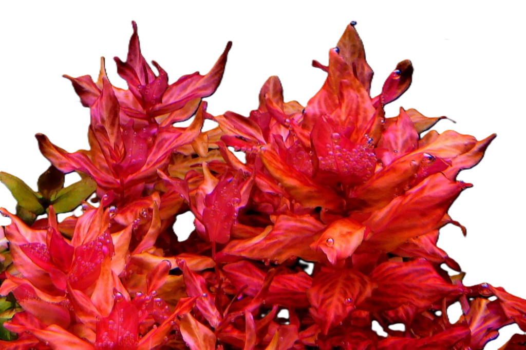 Rotala macrandra ‘Variegated’ - tiger
