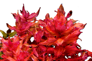 Rotala macrandra ‘Variegated’ - tiger
