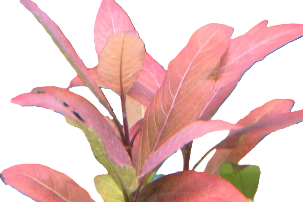 Hygrophila corymbosa