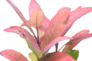 Hygrophila corymbosa