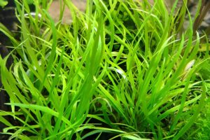 Hygrophila corymbosa 'angustifolia'