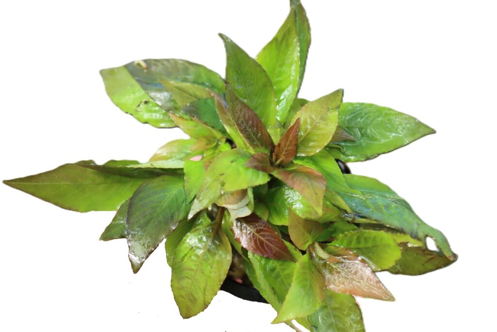 Hygrophila corymbosa ‘Compact’