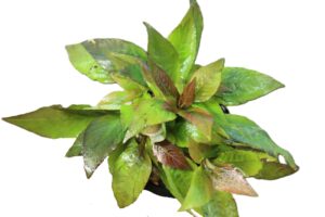 Hygrophila corymbosa ‘Compact’
