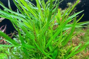 Hygrophila costata