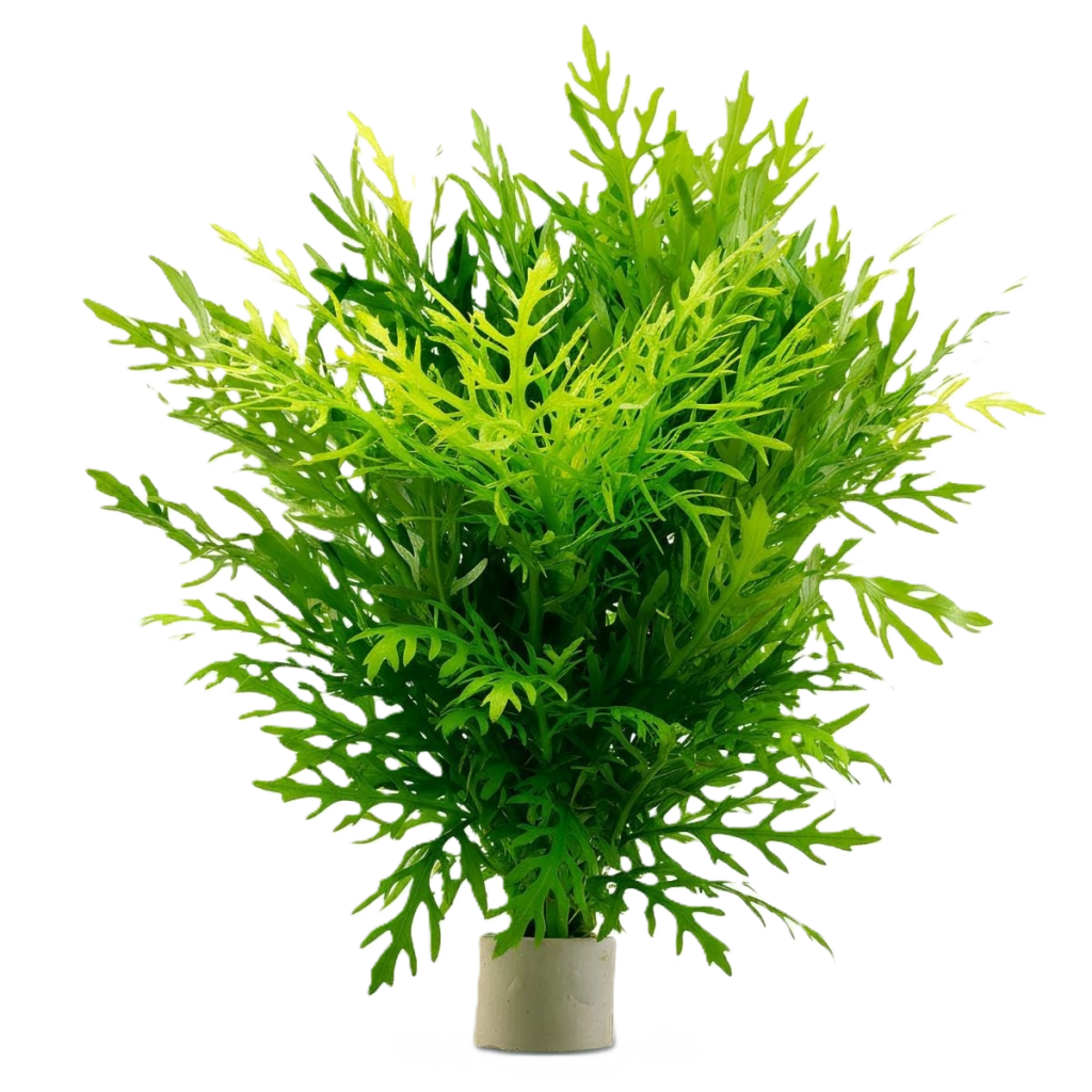 hygrophila difformis