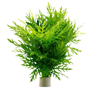 hygrophila difformis