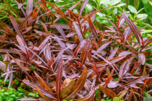 Hygrophila lancea ‘Araguaia’