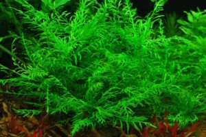 Hygrophila odora