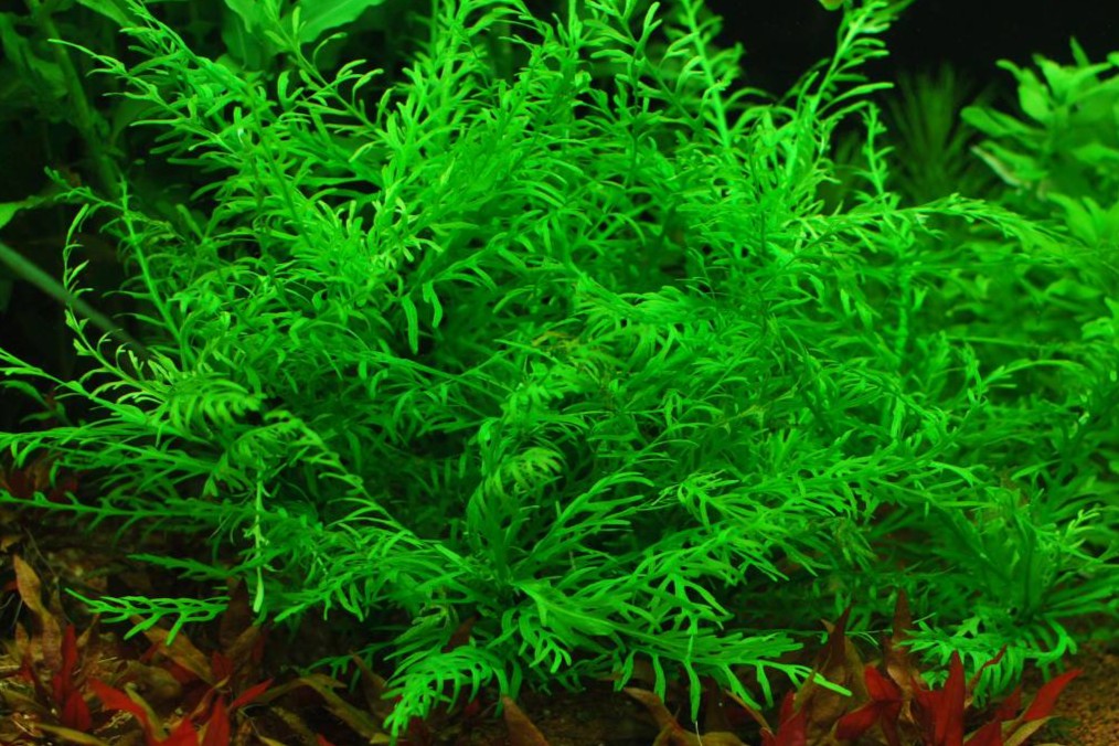 Hygrophila odora