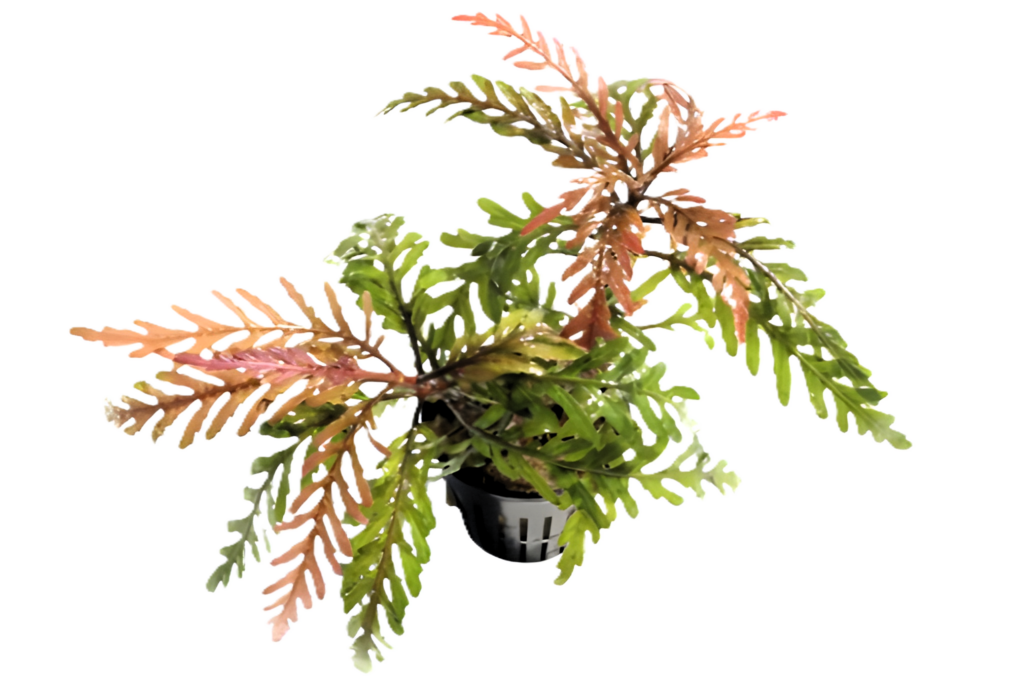Hygrophila pinnatifida