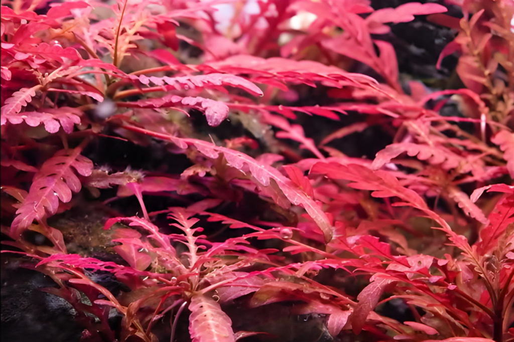 Hygrophila pinnatifida ‘UK’