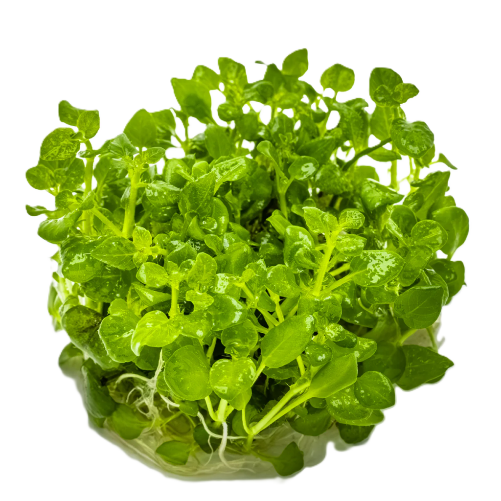 Hygrophila serpyllum