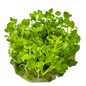 Hygrophila serpyllum
