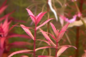 Limnophila aromatica