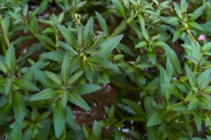 Limnophila aromatica sp. Kalimantan Mini