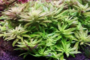 Limnophila aromatica ‘Mini’