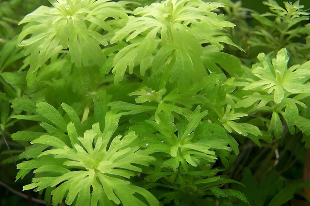 Limnophila barteri