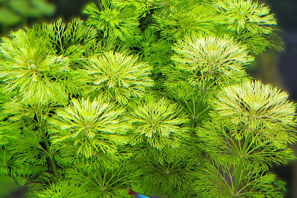 Limnophila heterophylla