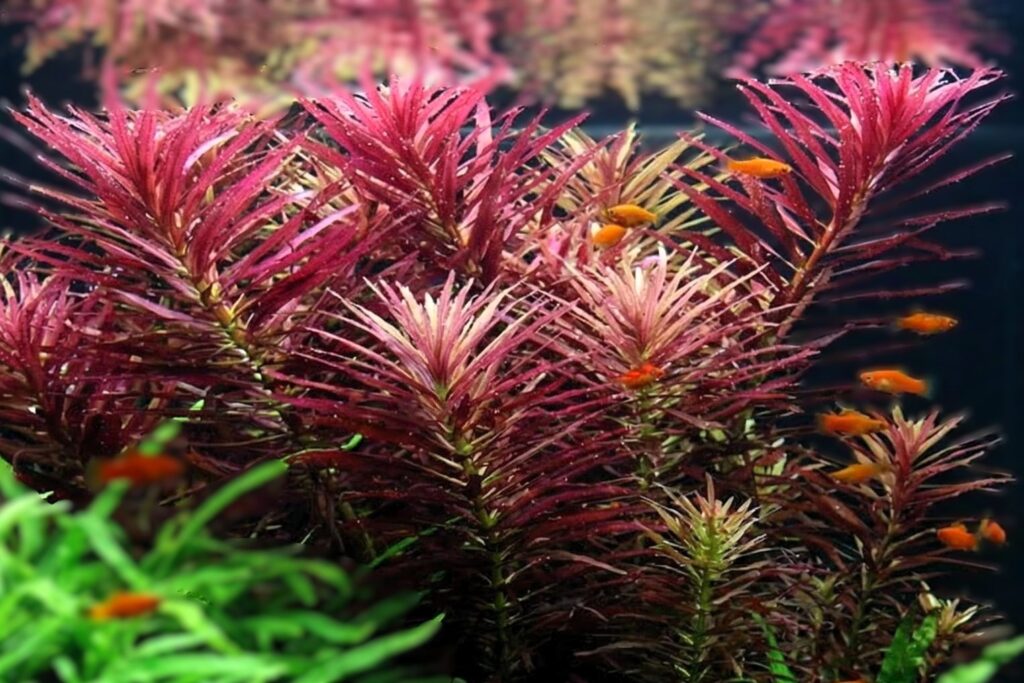 Limnophila hippuridoides