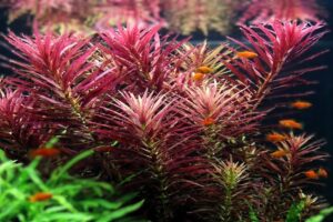 Limnophila hippuridoides