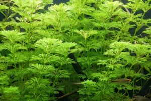 Limnophila sessiliflora