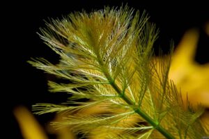 Myriophyllum aquaticum