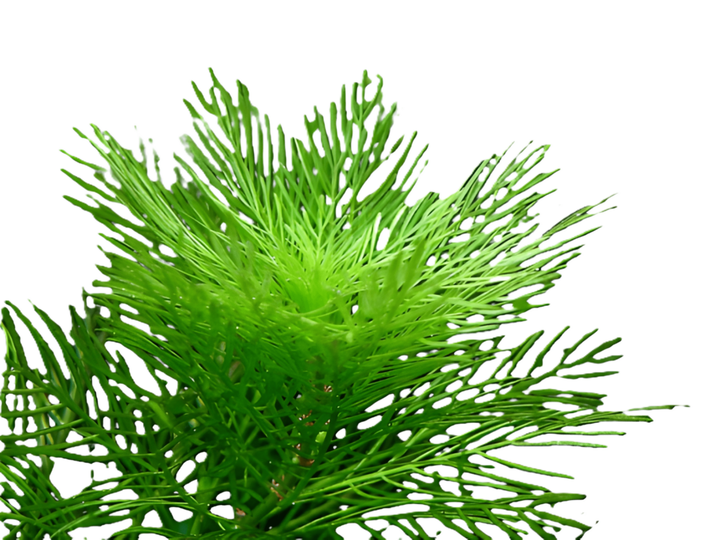 myriophyllum mattogrossense