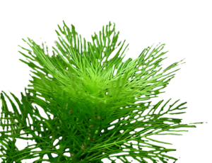 myriophyllum mattogrossense
