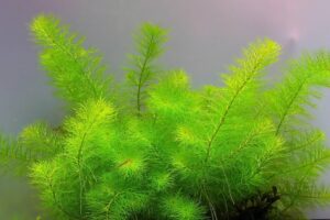 Myriophyllum sp. 'Guyana'