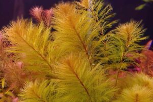 Myriophyllum sp. ‘Roraima’