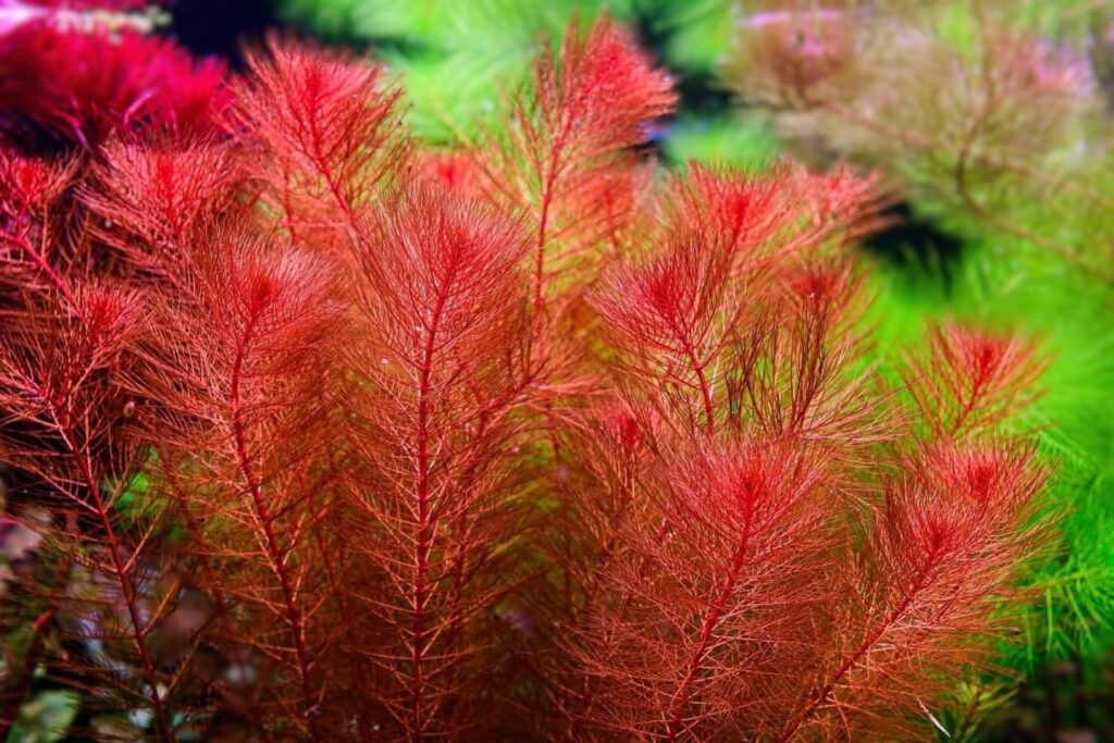 Myriophyllum tuberculatum