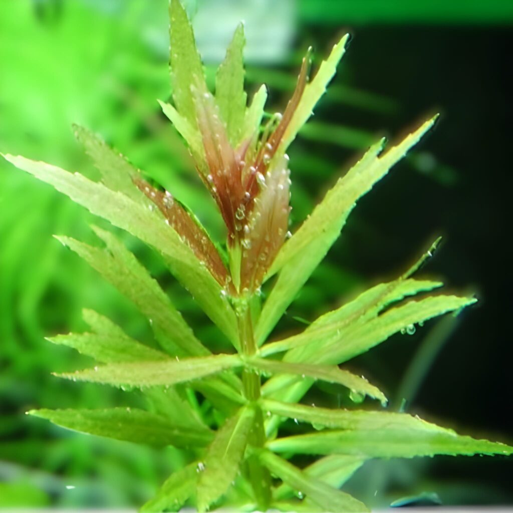 Limnophila repens