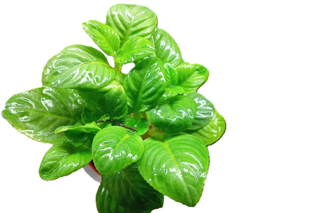 Limnophila rugosa