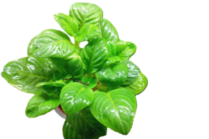 Limnophila rugosa