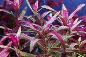 Limnophila sp. Belem