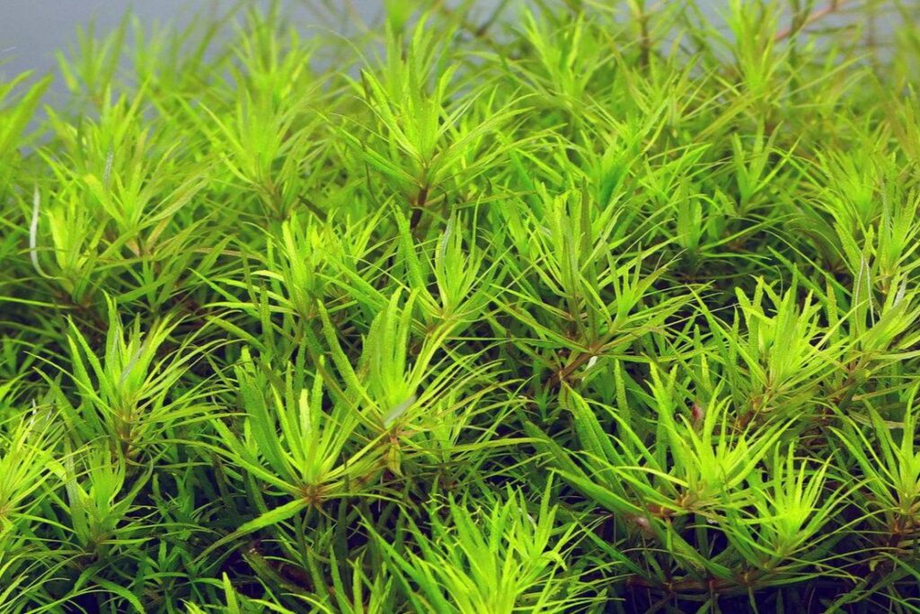 Limnophila sp. ‘Vietnam’