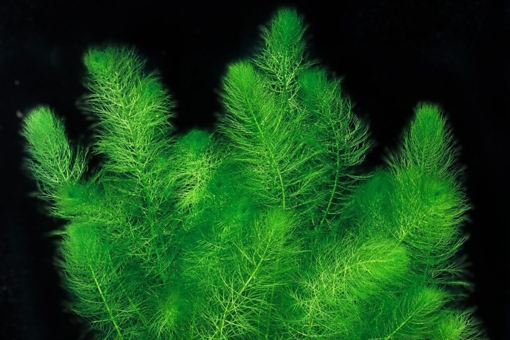 Myriophyllum pinnatum