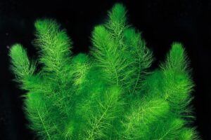 Myriophyllum pinnatum