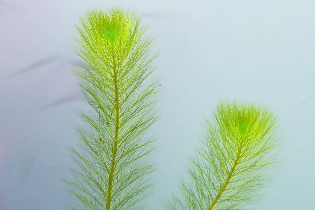 Myriophyllum simulans