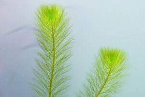 Myriophyllum simulans