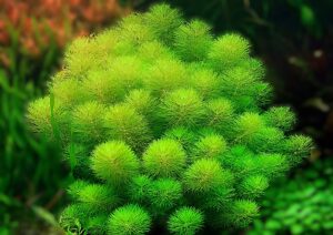 Limnophila aquatica