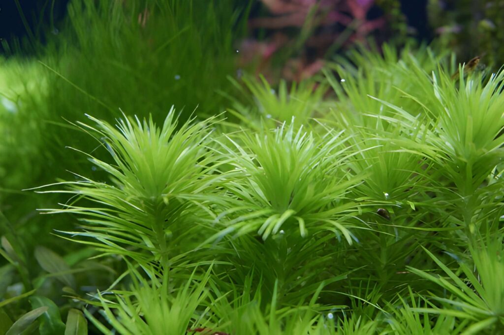 Syngonanthus cf. inundatus
