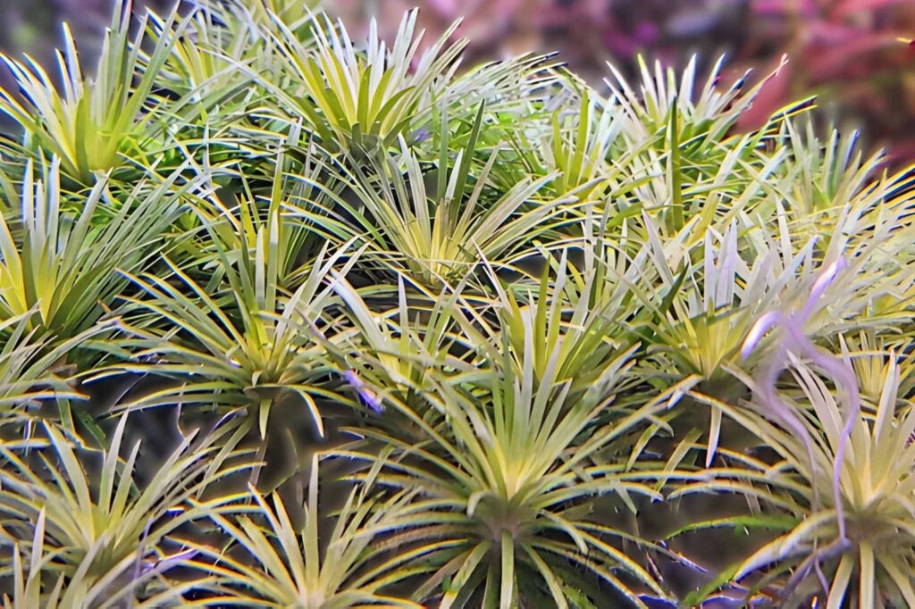 Syngonanthus sp. 'Vichada'