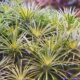 Syngonanthus sp. 'Vichada'