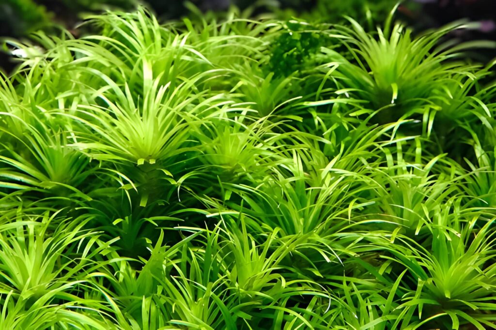 Syngonanthus sp. ‘Lago Grande’