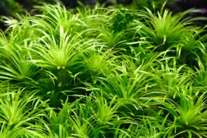 Syngonanthus sp. ‘Lago Grande’